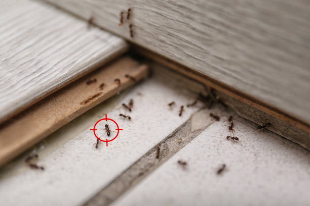 Best Affordable Pest Control Services  in Three Oaks, MI