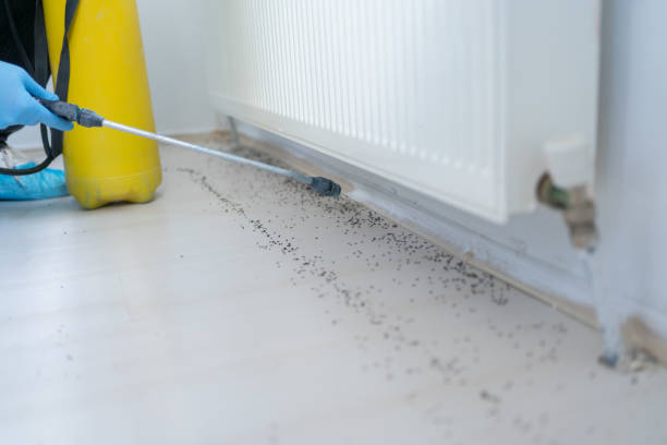 Best Spider Control Near Me  in Three Oaks, MI